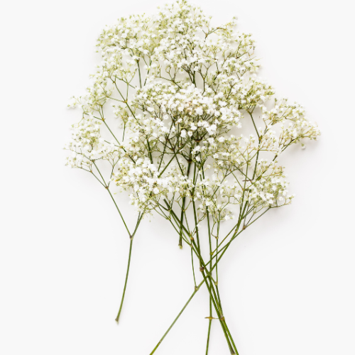 Baby's Breath