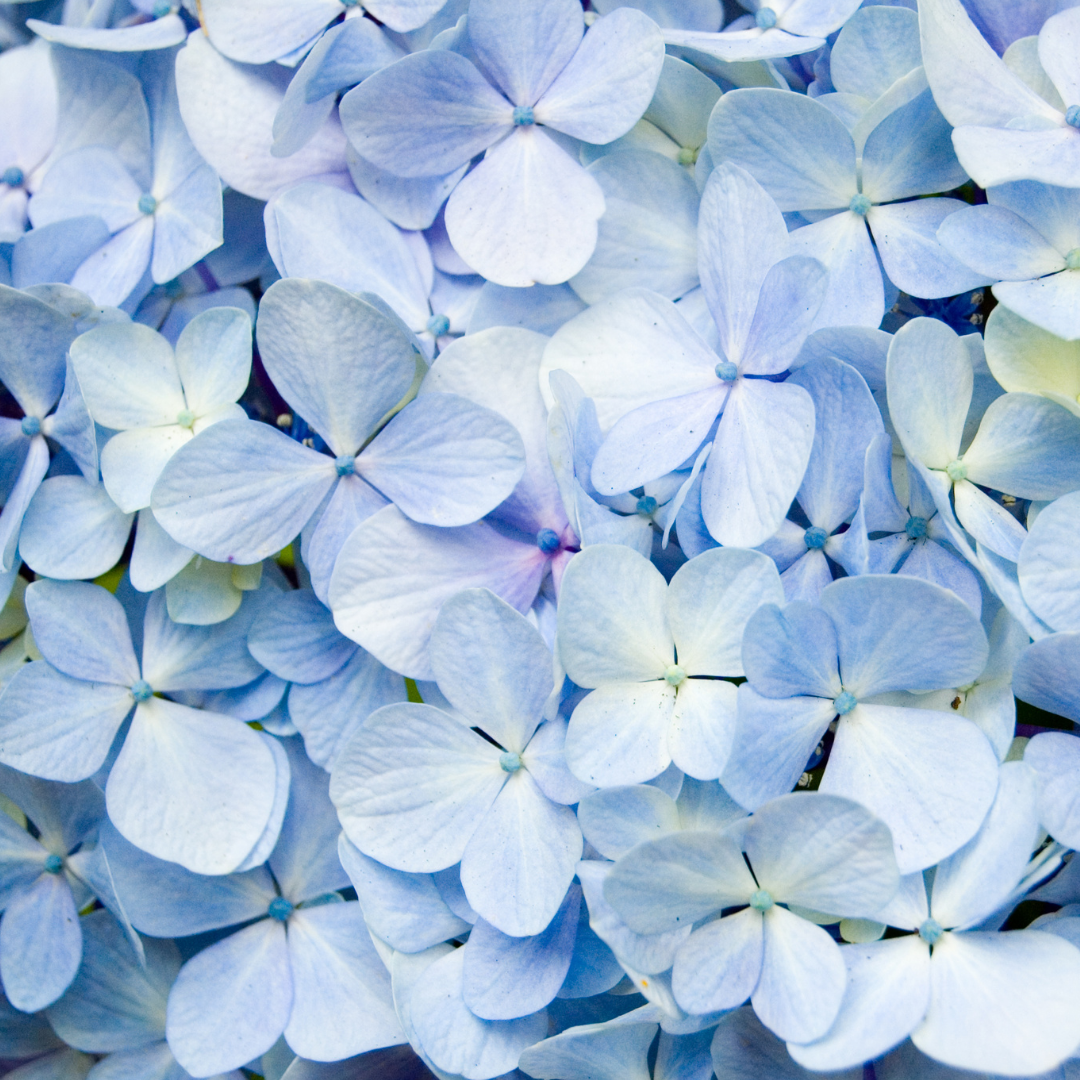 Blue Hydrangea