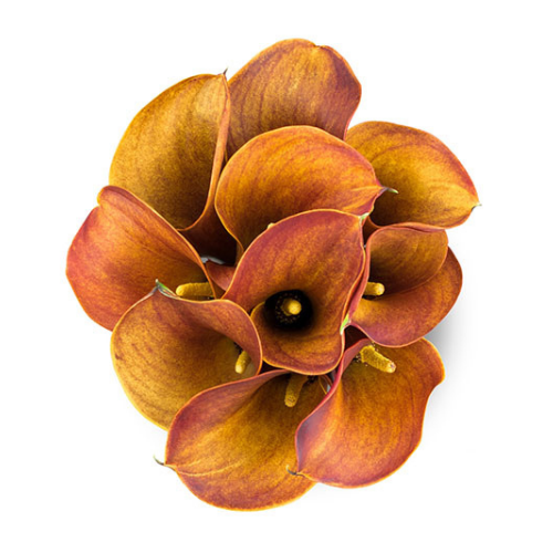 Calla Minicalla Mango