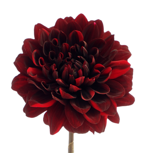 Dahlia Burgundy