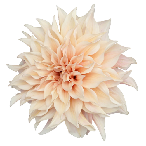 Dahlia Cafe Au Lait