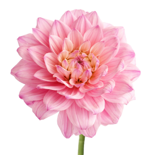 Dahlia Light Pink