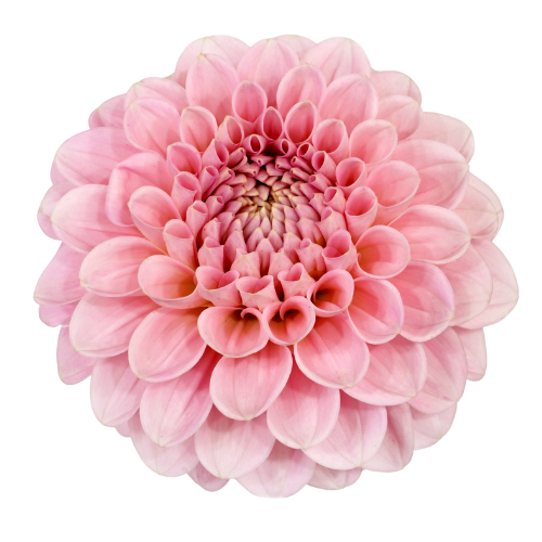 Dahlia Medium Pink