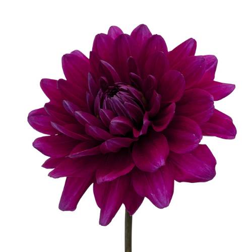 Dahlia Purple