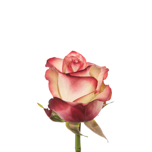 Rose Hot Pink and White