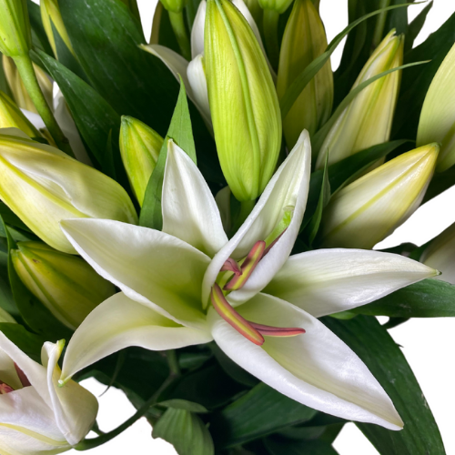 white oriental lily wedding bouquet Lily Oriental White – Wholesale Fresh Flowers for Weddings
