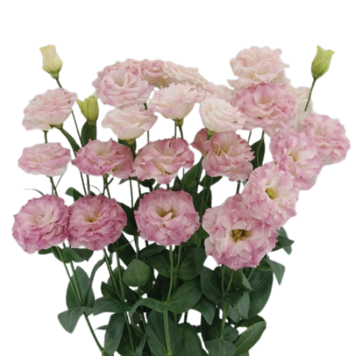 Lisianthus Single Pink