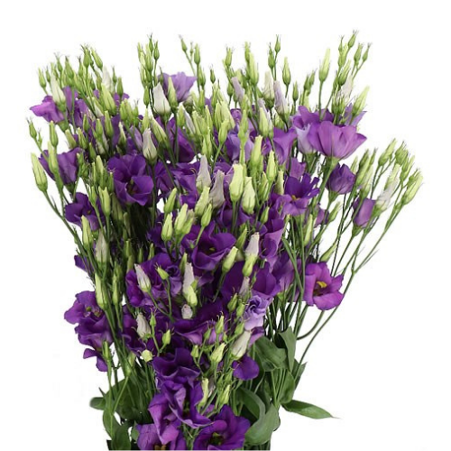 Lisianthus Single Purple