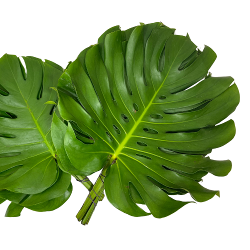Greenery Medium Monstera