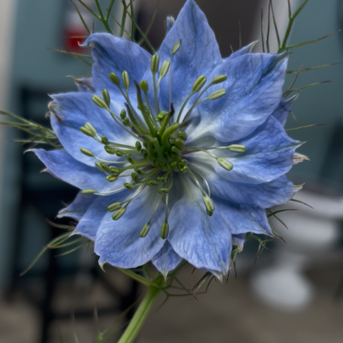 Blue Nigella *Seasonal*