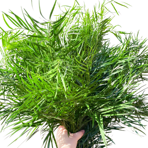 Greenery Podocarpus