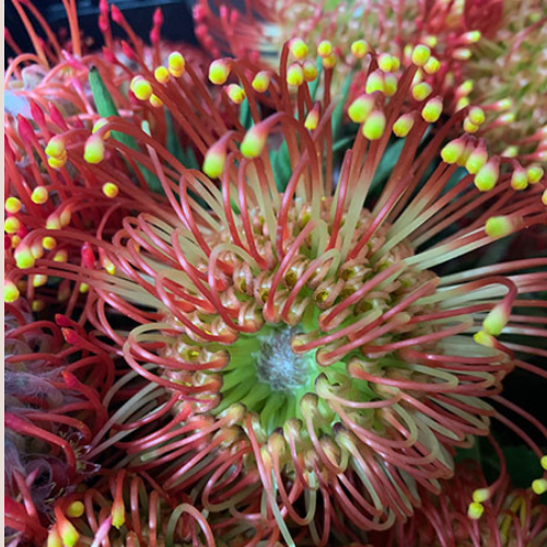 Tropical Protea Pincushion Orange