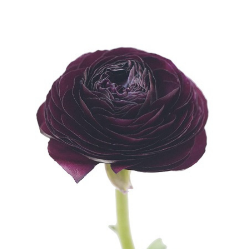 Ranunculus Burgundy