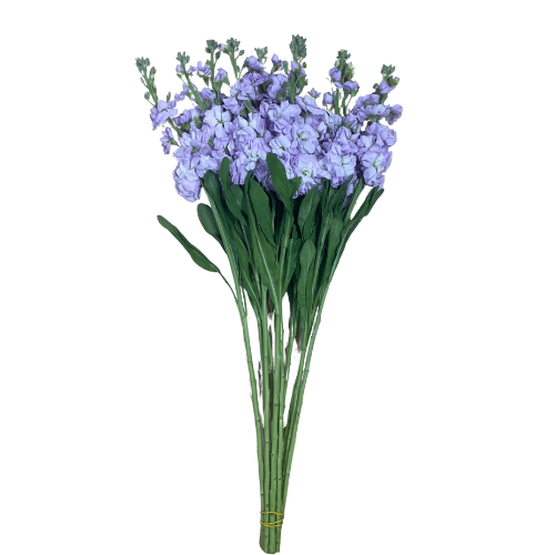 Stock Lavender
