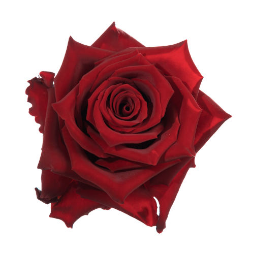 Rose collection
