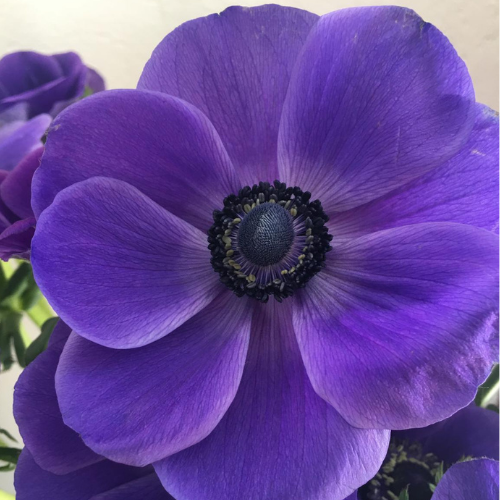 Anemone Purple