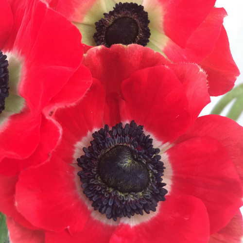 Anemone Red