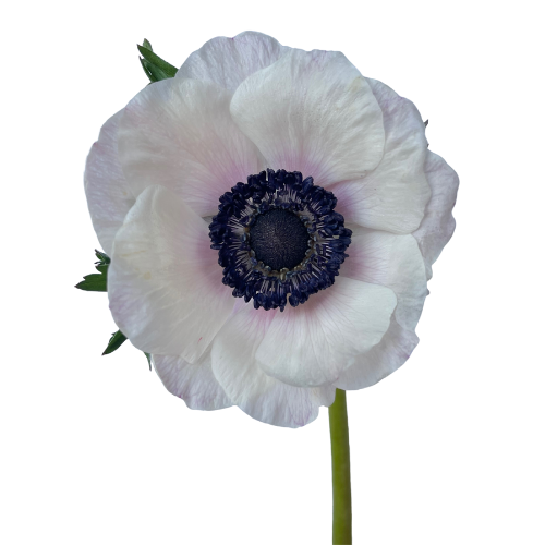 Anemone White