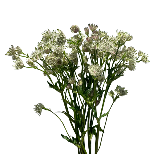 Astrantia White
