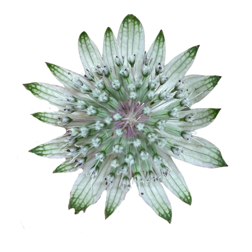 Astrantia White