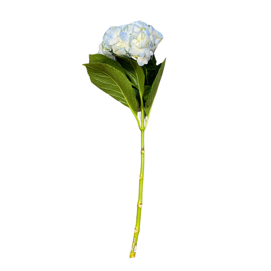 Blue Hydrangea