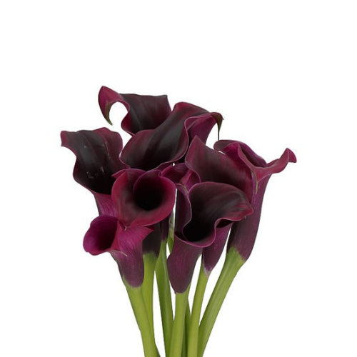 Calla Minicalla Eggplant
