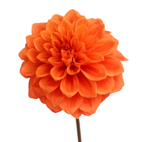 Dahlia Orange
