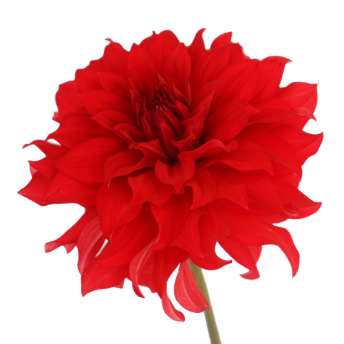 Dahlia Red
