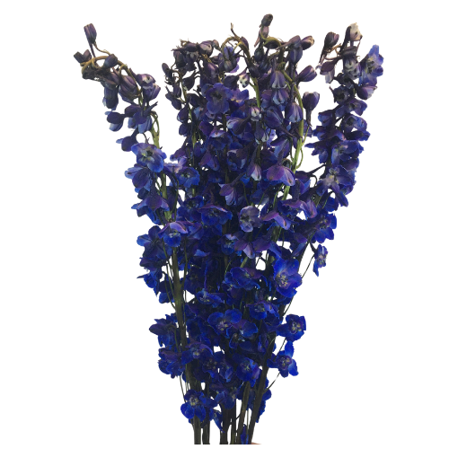 Delphinium Dark Blue