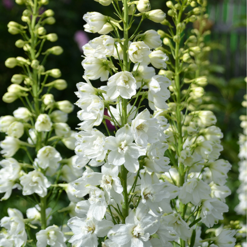 Delphinium White