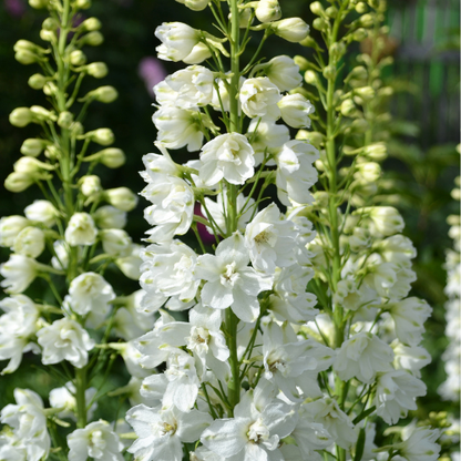 Delphinium White