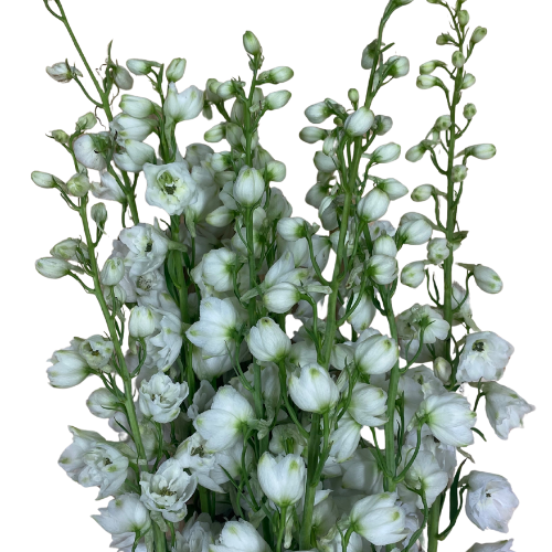 Delphinium White