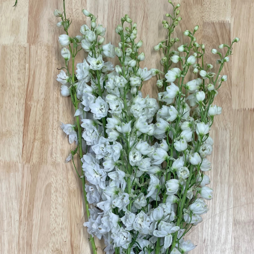 Delphinium White