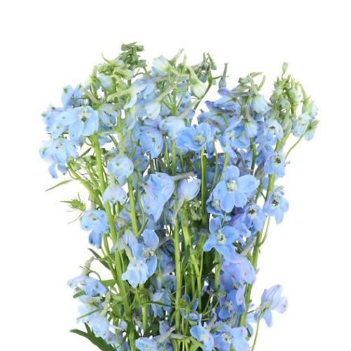 Delphinium Light Blue