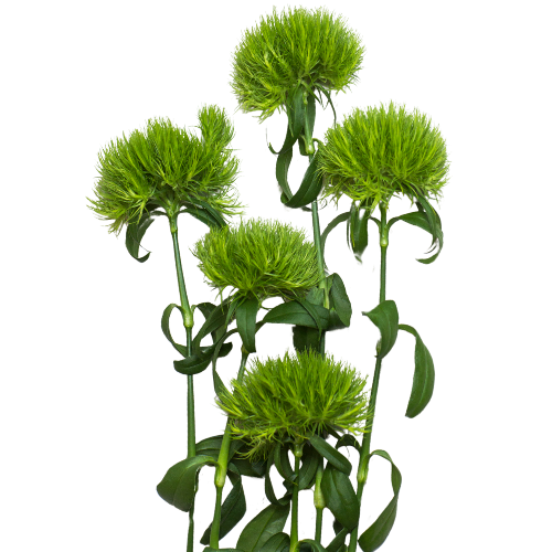 Dianthus Green trick