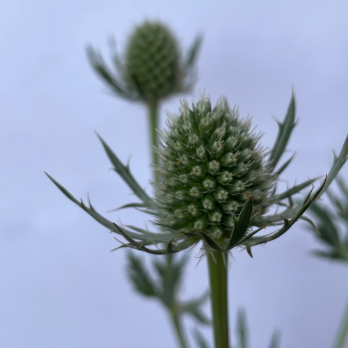Thistle