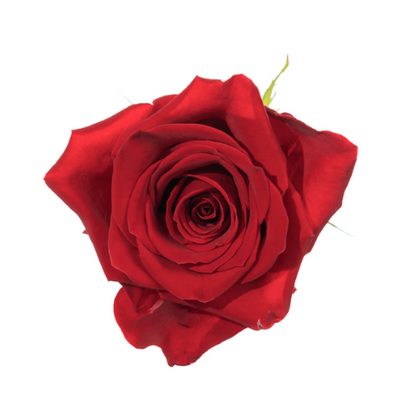 Red Freedom