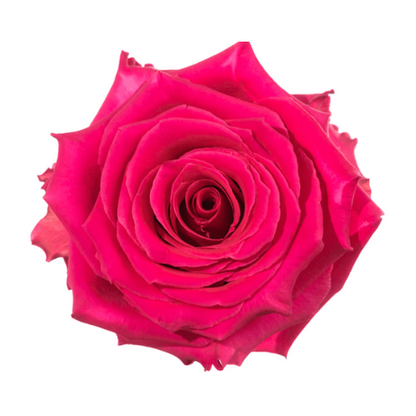 Hot Pink Rose