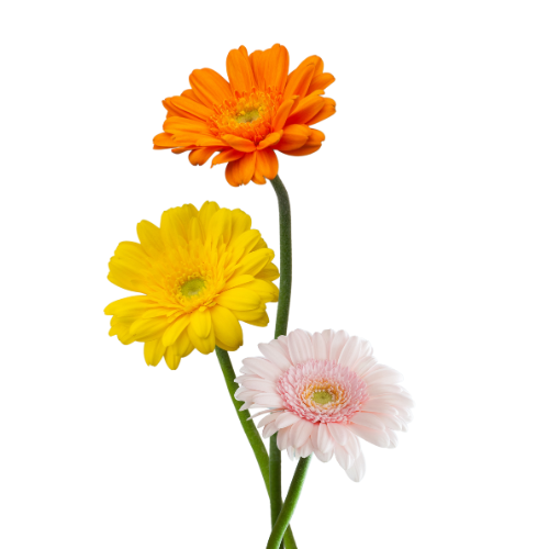 Gerbera Assorted 50 stems