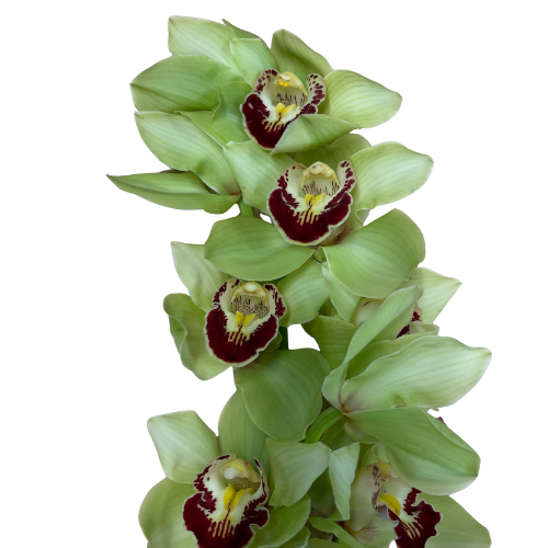 Orchid Dendrobium Green