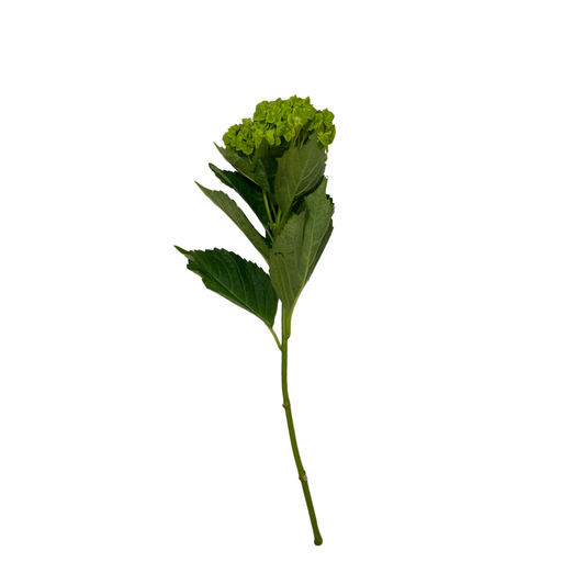 Green Hydrangea