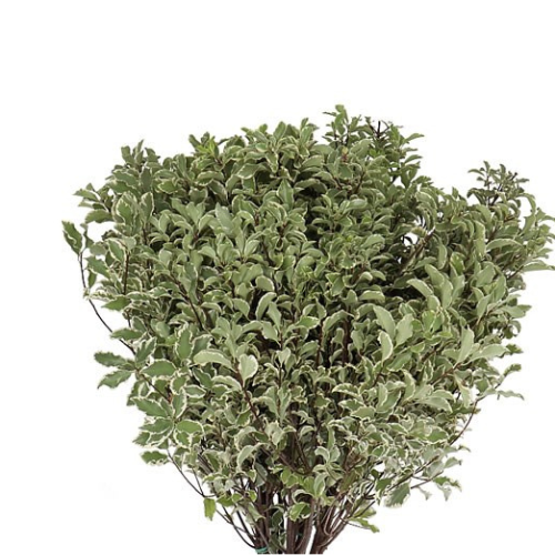 Greenery Italian Pittosporum