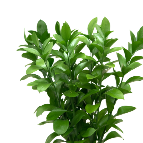 Greenery Florida Ruscus