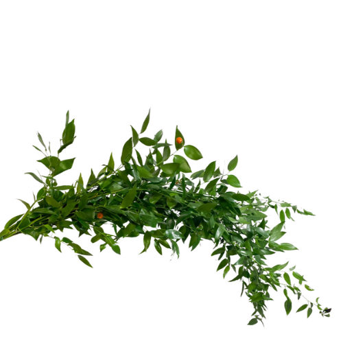 Greenery Italian Ruscus