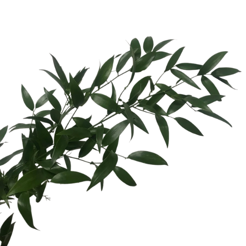 Italian Ruscus