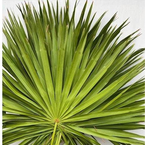 Greenery Palmetto Fan
