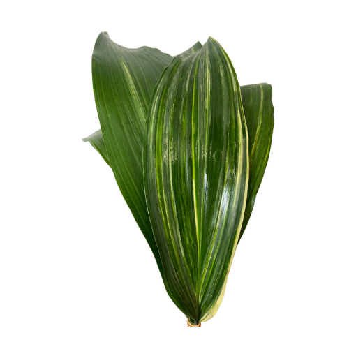 Greenery Aspidistra Variegated