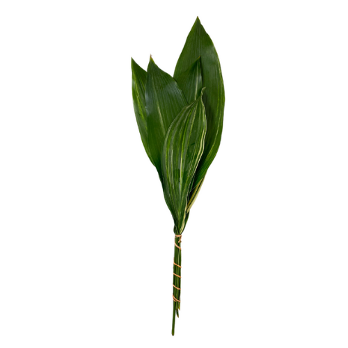 Greenery Aspidistra Green