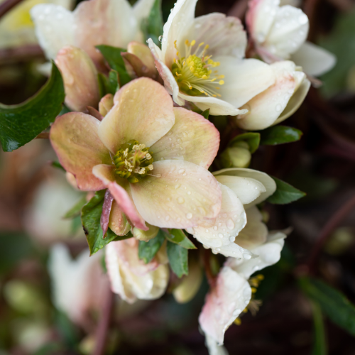 Helleborus White