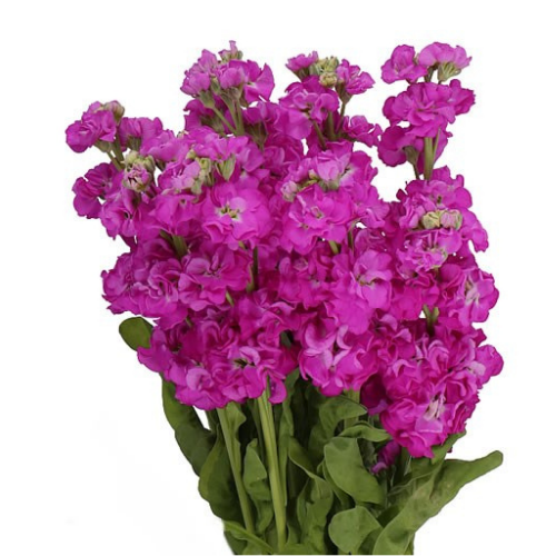 Stock Hot Pink